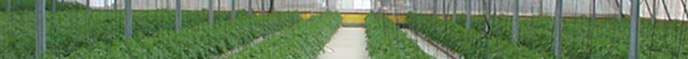 Greenhouse irrigation control