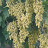 Grapes close-up