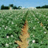 Potato irrigation